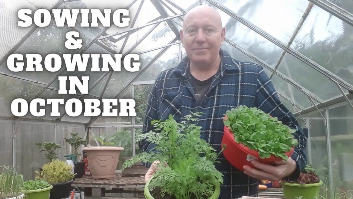 Sowing & Growing In October [Gardening Allotment UK] [Grow Vegetables At Home ]