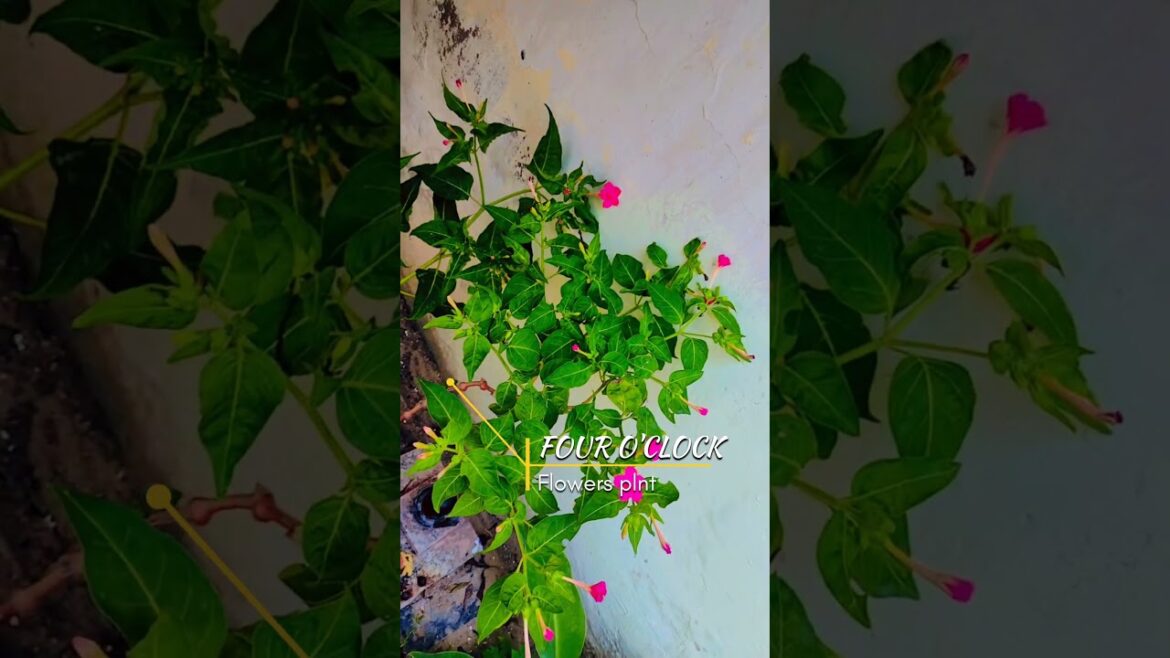 Four O’Clocks || #gardening #homegarden #plantlover#nature#viral#trending #reels#youtubeshorts#video