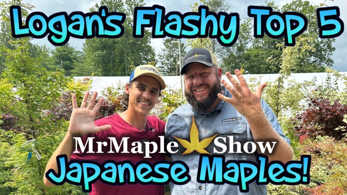 Logan's Flashy Top 5 Japanese Maples!