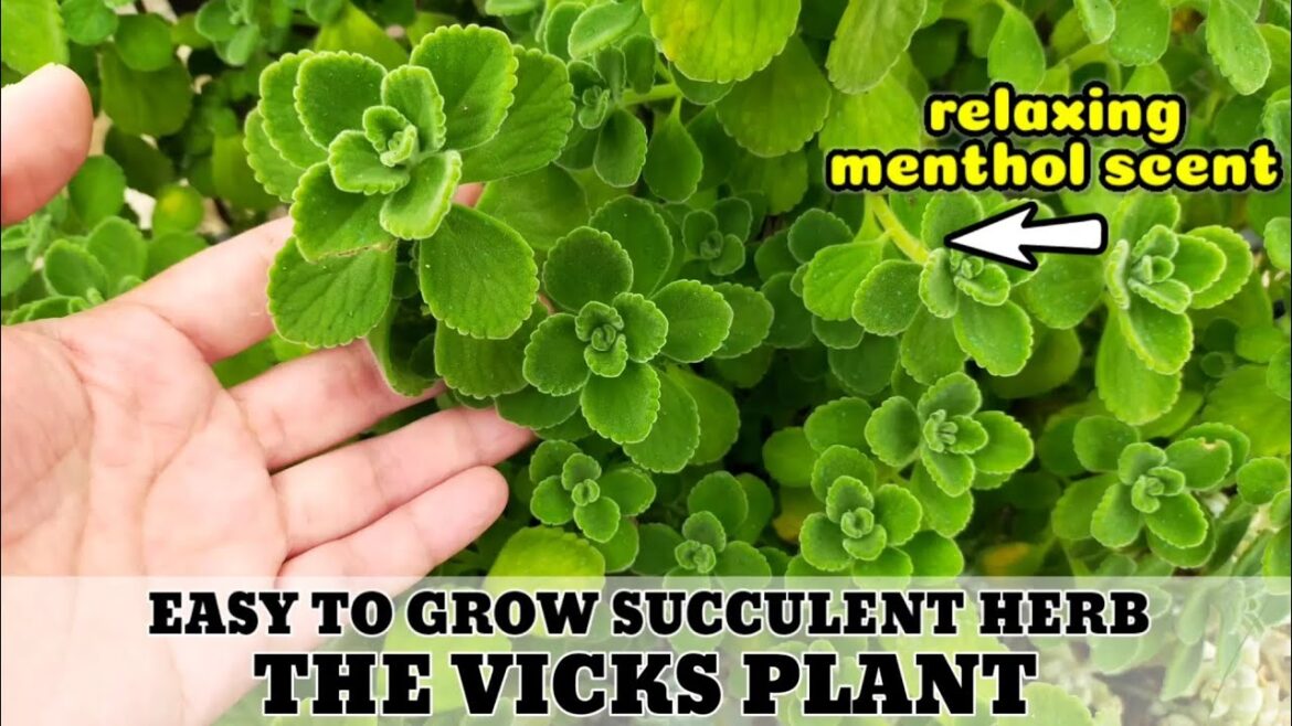MINI VLOG 1: THE VICKS PLANT (PLECTRANTHUS TOMENTOSA) with a relaxing Menthol Scent