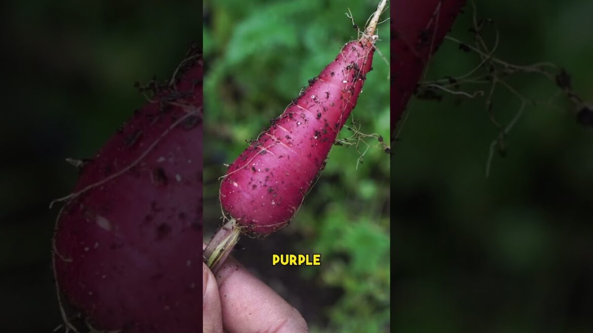 California Gardening: Container Carrot Cultivation: Grow Crunchy Carrots at Home! | #Shorts Container Carrot Cultivation: Grow Crunchy Carrots at Home! | #Shorts