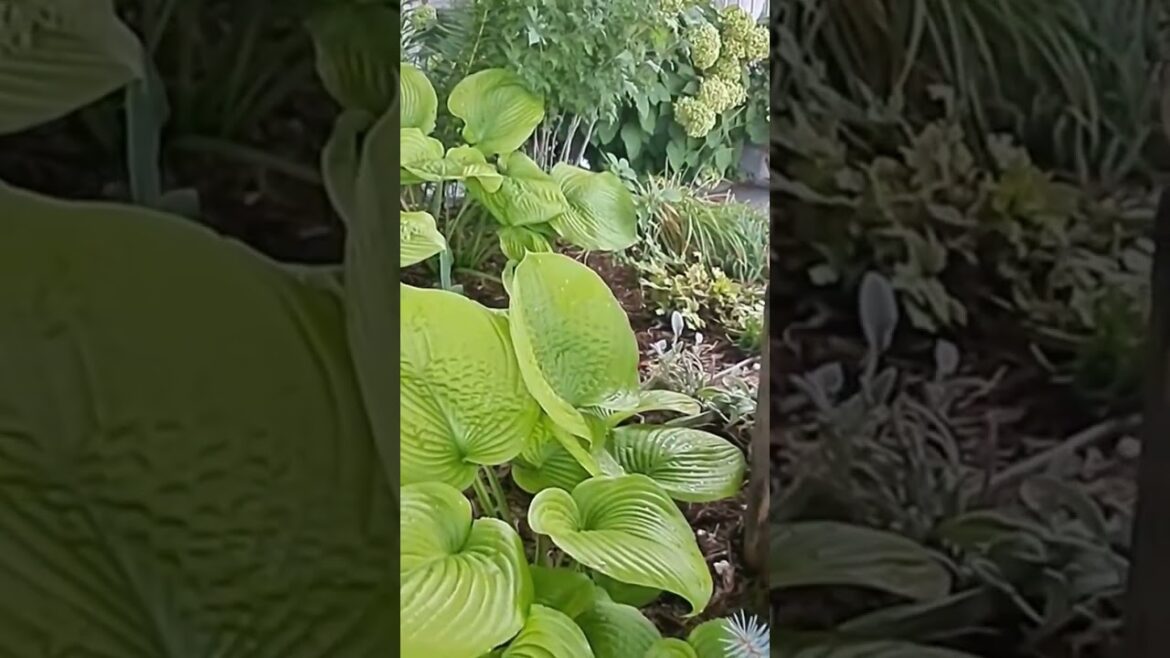 The Last Garden Tour In The Front Yard #shorts  #gardening #garden #hostas #gardentour #plants