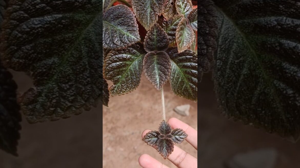 beautiful hanging plants 💚#maadithottam #shorts #shortsvideo #gardeningtips #gardener #shortsvideo
