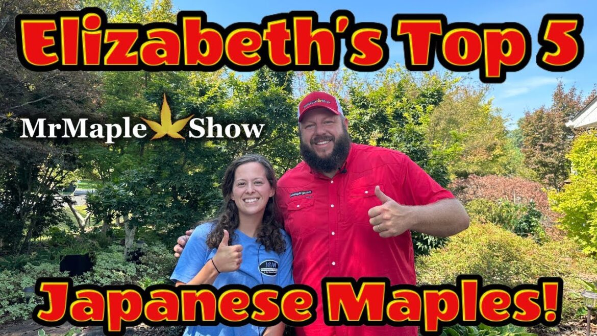 Elizabeth’s Fancy Top 5 Japanese Maples! Elizabeth’s Fancy Top 5 Japanese Maples!