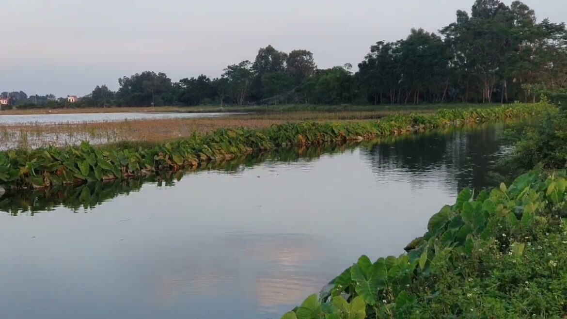 Sustainable Container Gardening: Growing Clean in Limited Space