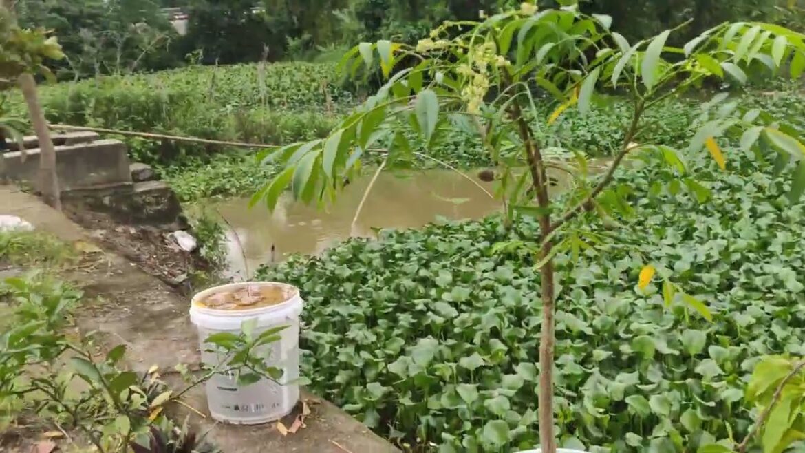 Organic Gardening Tips: Growing Clean and Nutrient-Rich Food