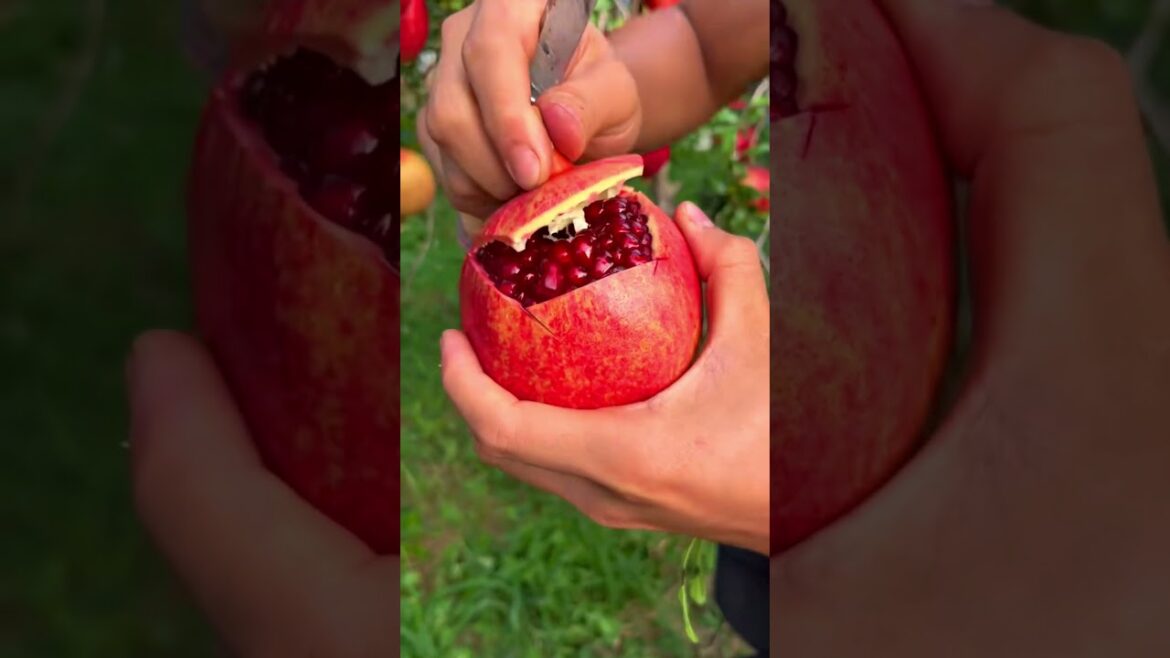 Pomegranate fruit tips #farming #harvesting #fruitgarden #gardening Pomegranate fruit tips #farming #harvesting #fruitgarden #gardening
