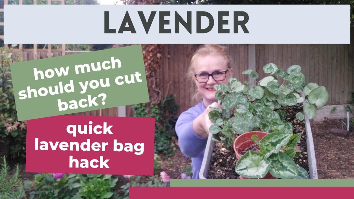 How to prune lavender