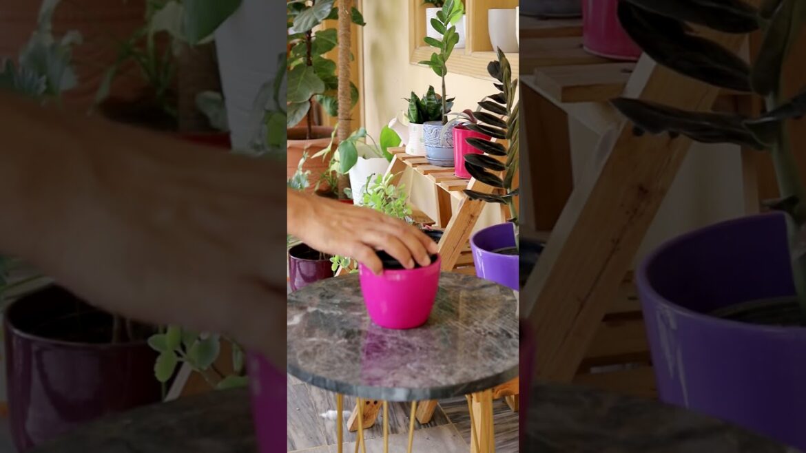 Planting Variegated ZZ Plant in Stunning Pot | Easy Indoor Gardening Tips #short #zz
