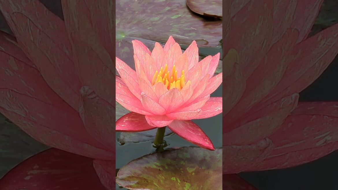 Hidden Japanese Garden in Austin Texas! #austin #garden #nature