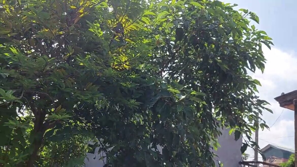 Sustainable Gardening: Building a Clean and Green Paradise