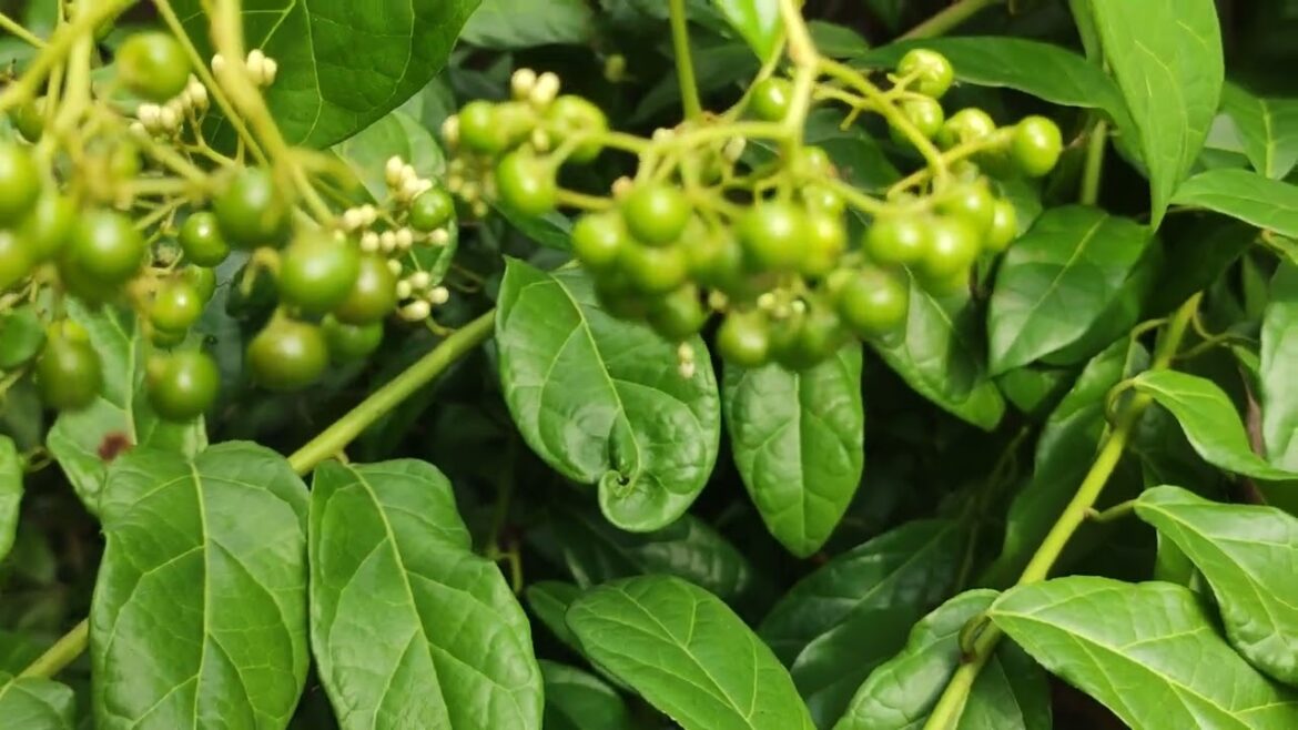 Clean Garden Design: Planning for Sustainability and Aesthetics