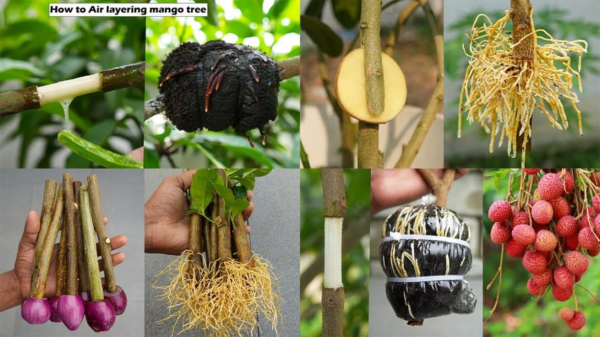 4 great ideas for propagation mango tree, lemon tree, lychee tree 4 great ideas for propagation mango tree, lemon tree, lychee tree