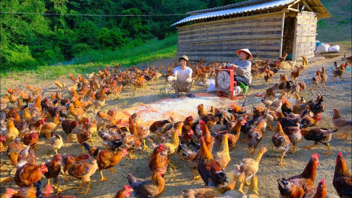 Sang Vy bought more machines to make food for chickens and ducks and harvest melons