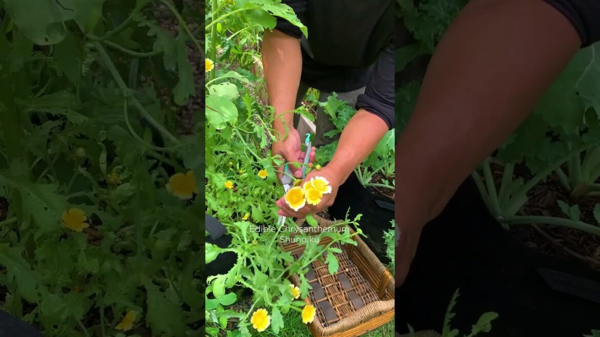 Grow a healing garden and listen to all the benefits that come with it