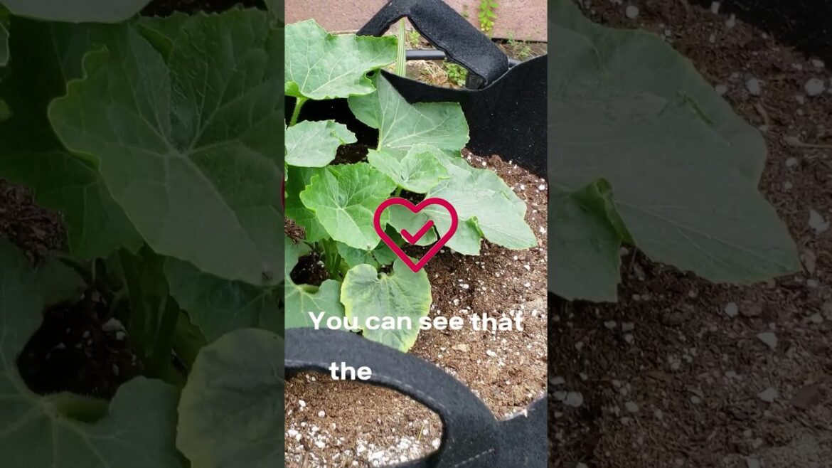 California Gardening: Ash Gourd Gardening: Cultivate this Asian Delight at Home! | #Shorts Ash Gourd Gardening: Cultivate this Asian Delight at Home! | #Shorts