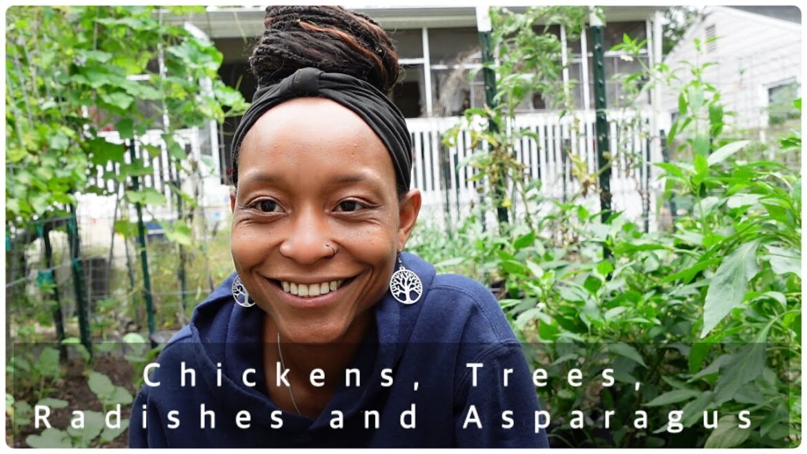 When Fall Comes – Ep. 4 | Let’s Talk Chickens, Trees, Asparagus and Thinning | The GrubTerra Craze When Fall Comes - Ep. 4 | Let's Talk Chickens, Trees, Asparagus and Thinning | The GrubTerra Craze