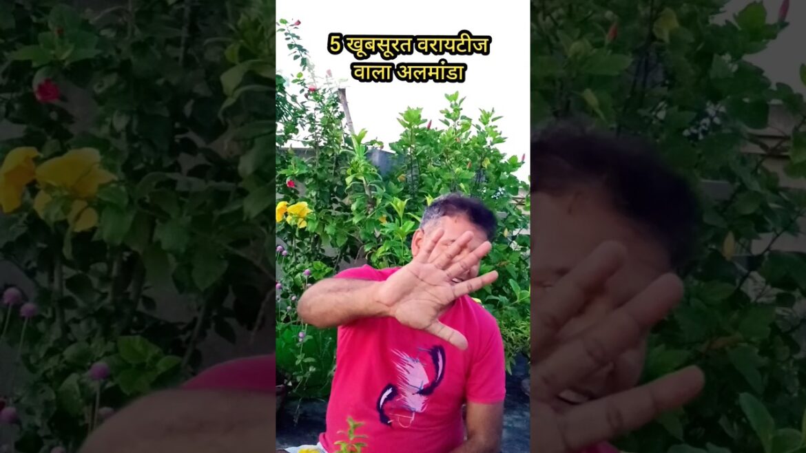 5 varieties of allamanda plant #allamanda #gardening #aloksgardeningtips #garden #gardeningideas