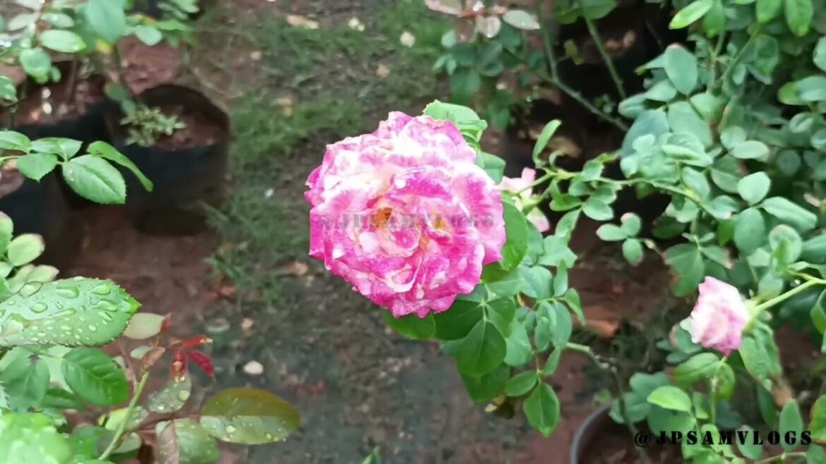 Nursery #Durgha prasana Nursery#Plants#Pots#gardening#viralvideoyallow#beautiful#beutifulroses