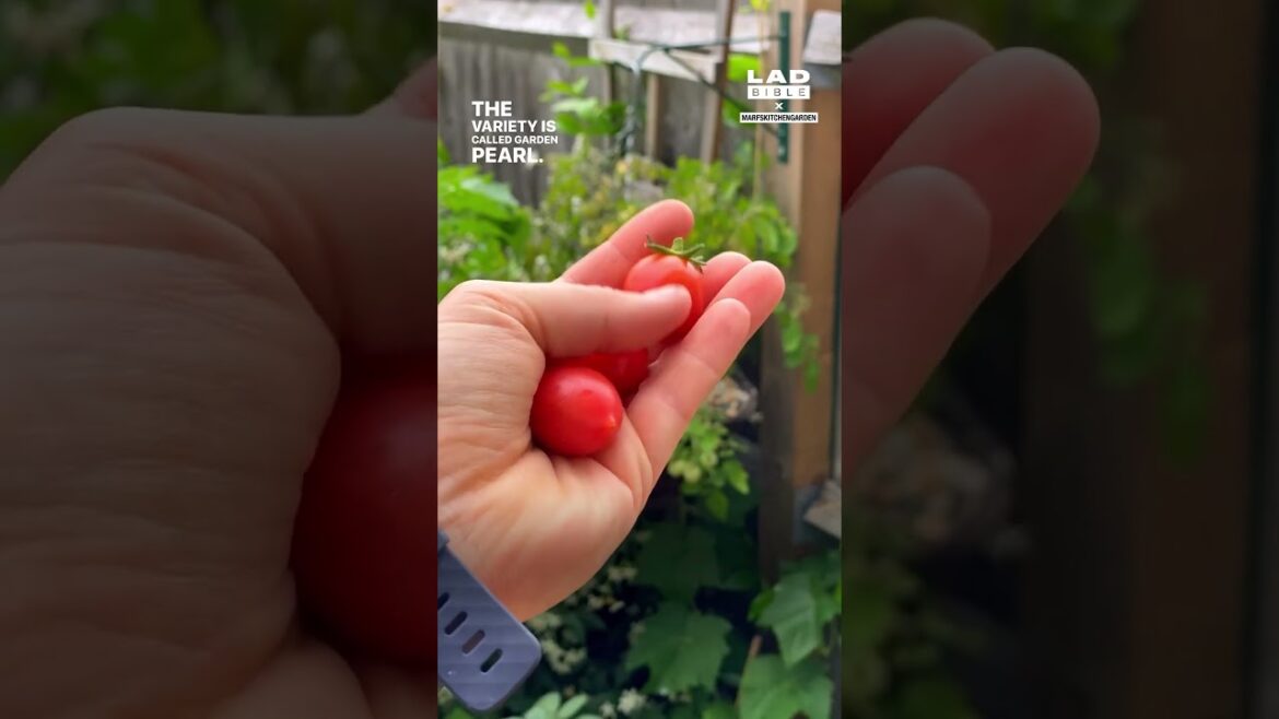 Quality harvest from a London garden 🫛 🌿 Quality harvest from a London garden 🫛 🌿