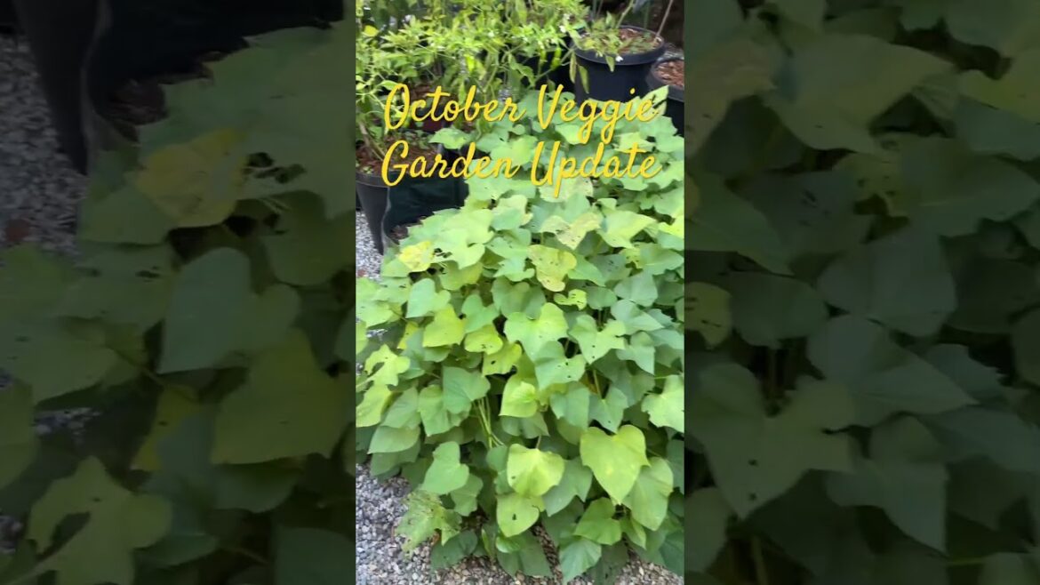 October Veggie Garden Update | Container Vegetable Gardening