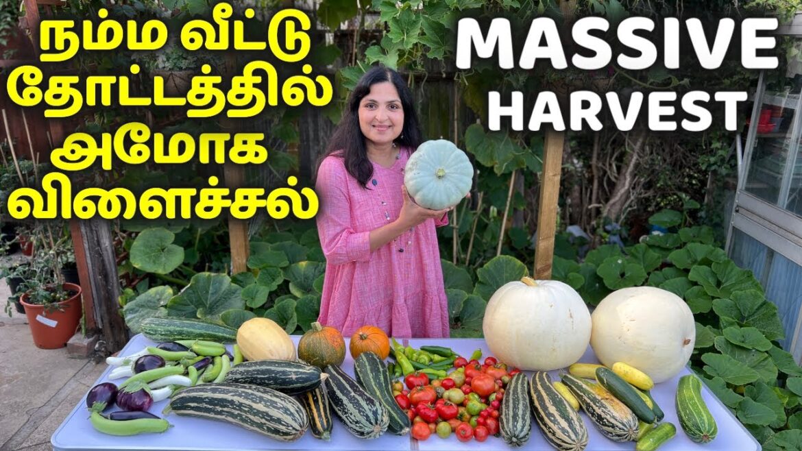 AMAZING GARDEN HARVEST!  மகத்தான அறுவடை/ Unbelievable Backyard Garden Harvest #gardening #tamilvlog