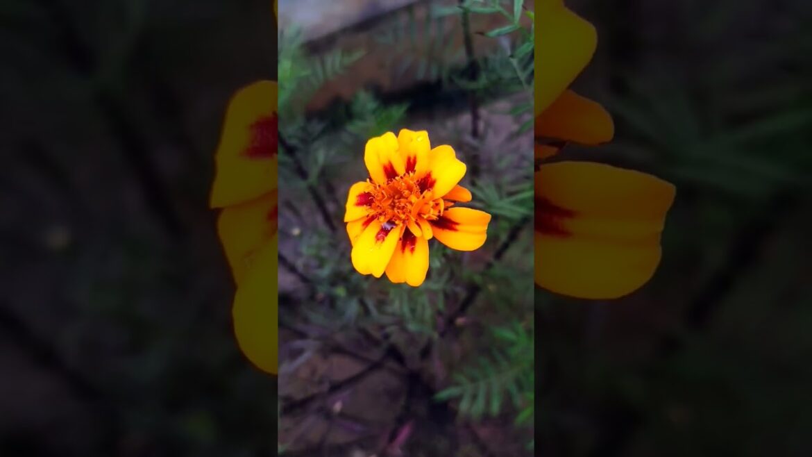 Flowers Started Blooming #flowers #gardening #autumn Flowers Started Blooming #flowers #gardening #autumn