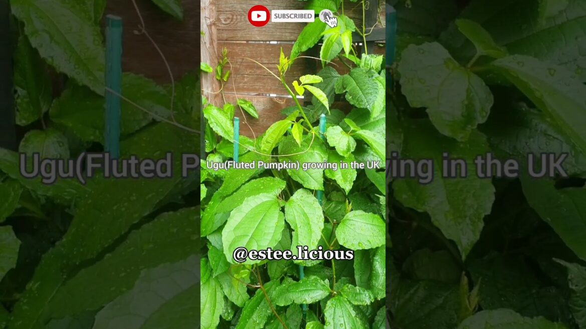 THIS UGU(FLUTED PUMPKIN) IS CONTAINER GROWN #shorts THIS UGU(FLUTED PUMPKIN) IS CONTAINER GROWN #shorts