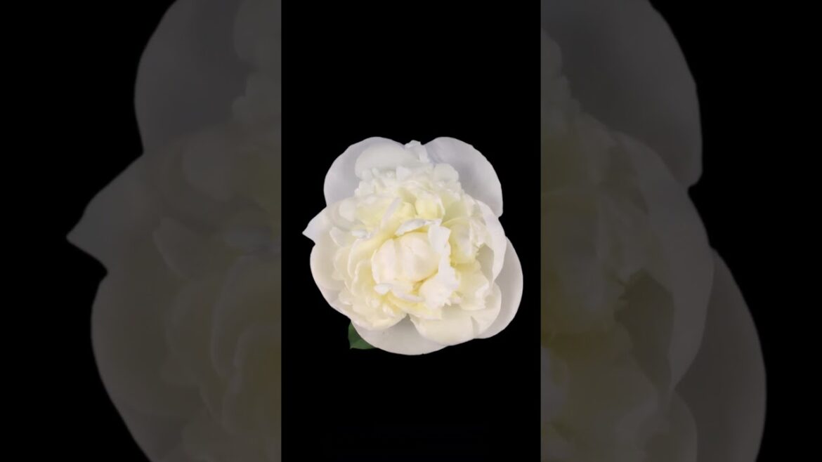 Time lapse of opening white peony Paeonia flower