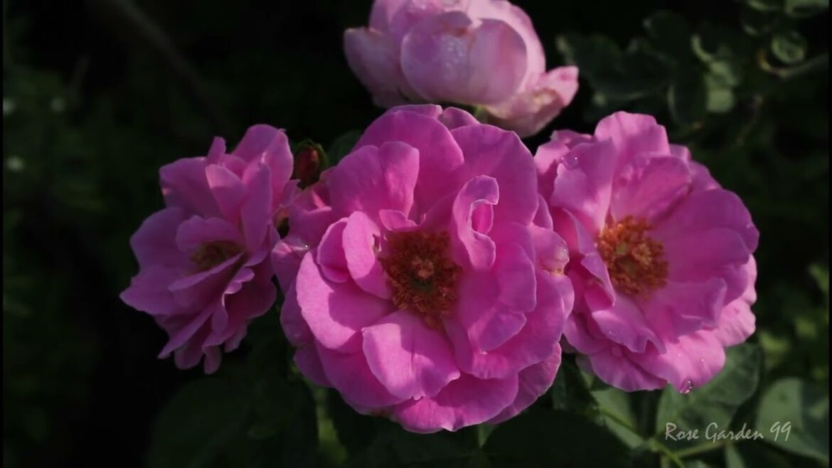 The Damask Rose Flower -- One of the world's most ancient rose plant -- Paneer Rose Plant