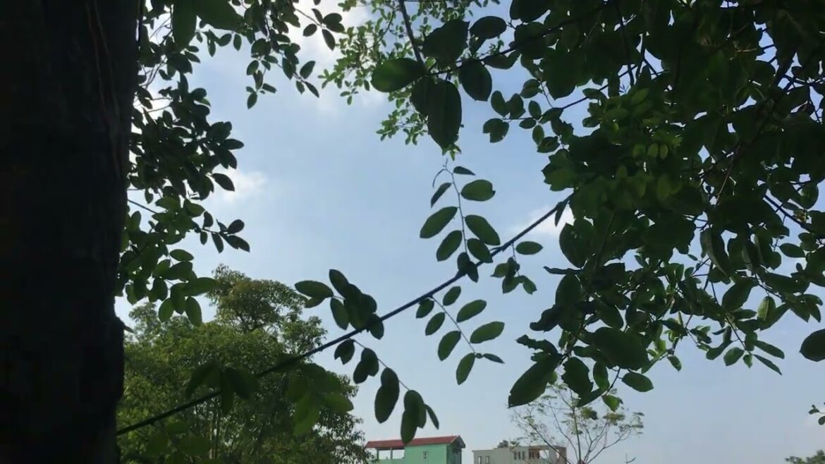 Zero-Waste Gardening: Eco-Friendly Practices in My Garden