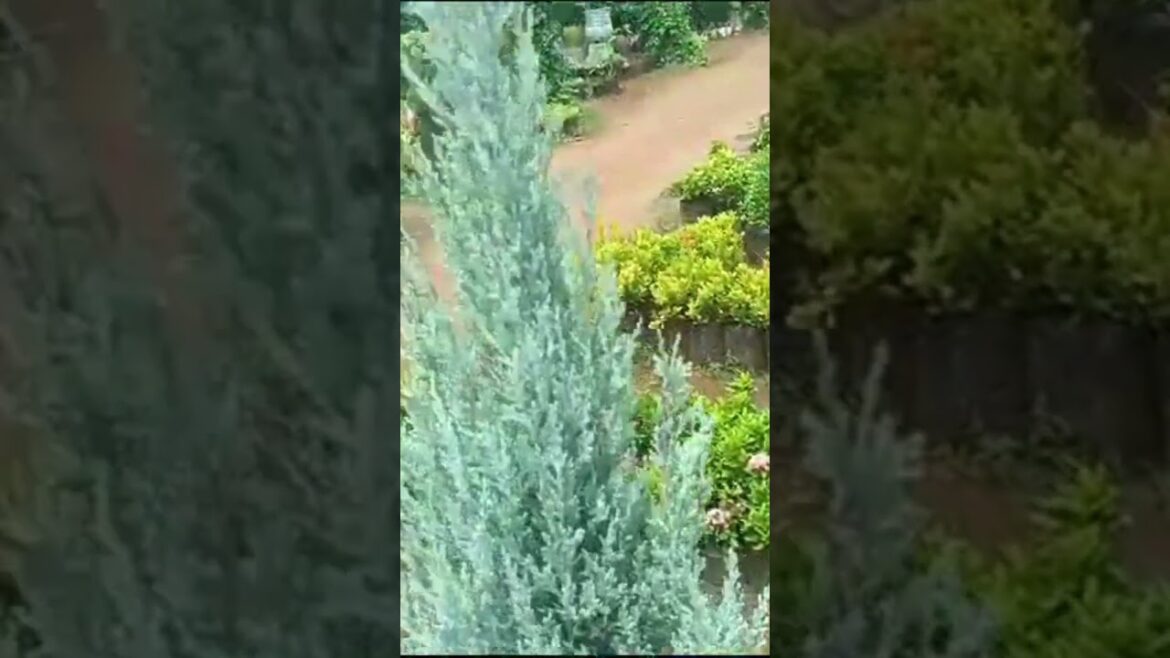 Silver leaf plants #nursery #gardening