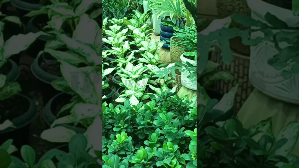 beautiful leaf plants in nursery show plants #gardening #youtubeshorts #beautiful plants #beautiful beautiful leaf plants in nursery show plants #gardening #youtubeshorts #beautiful plants #beautiful