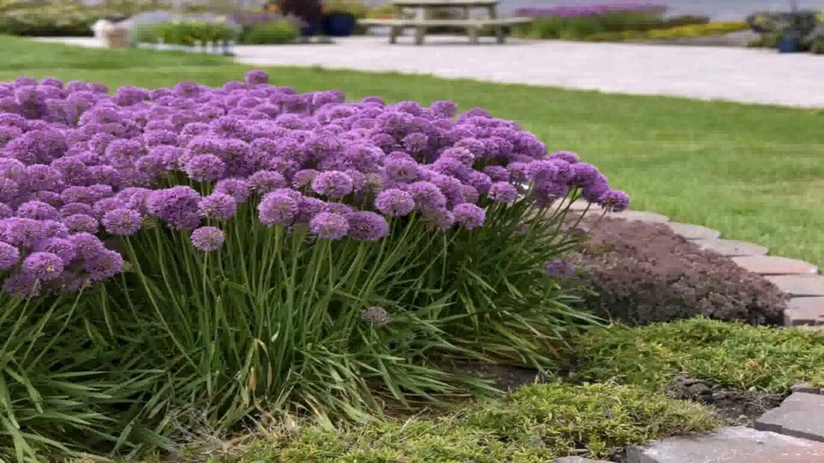 Front Yard Landscaping Ideas Zone 5