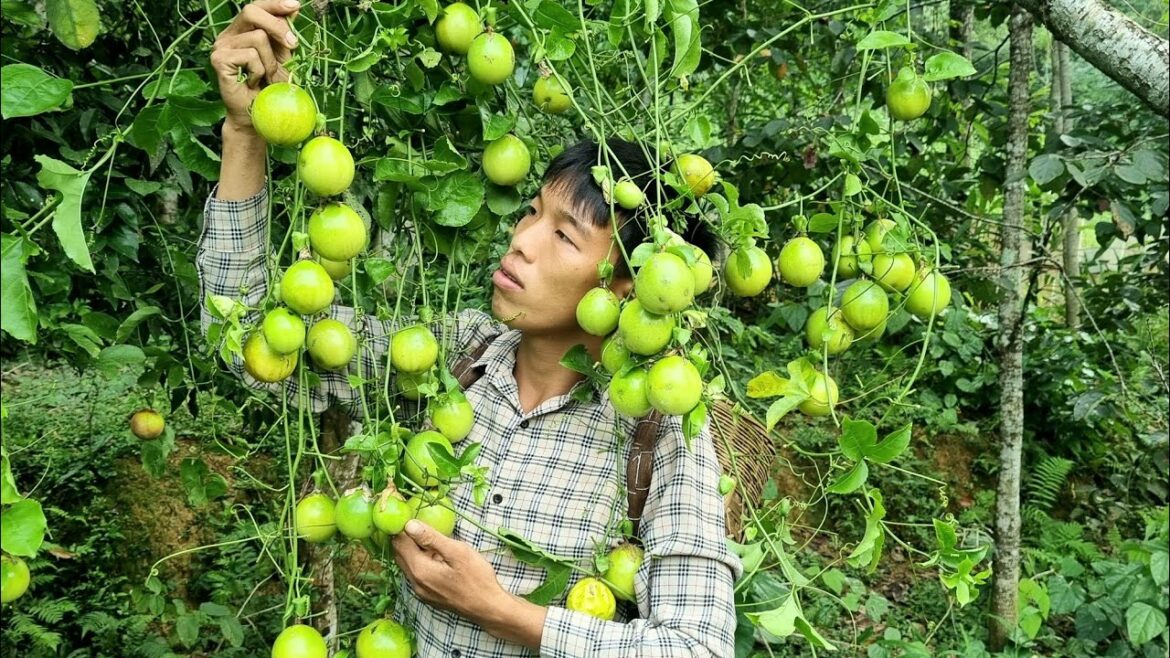 Harvest passion fruit and sell it at the market. Vegetable gardening | Triệu Văn Tính,