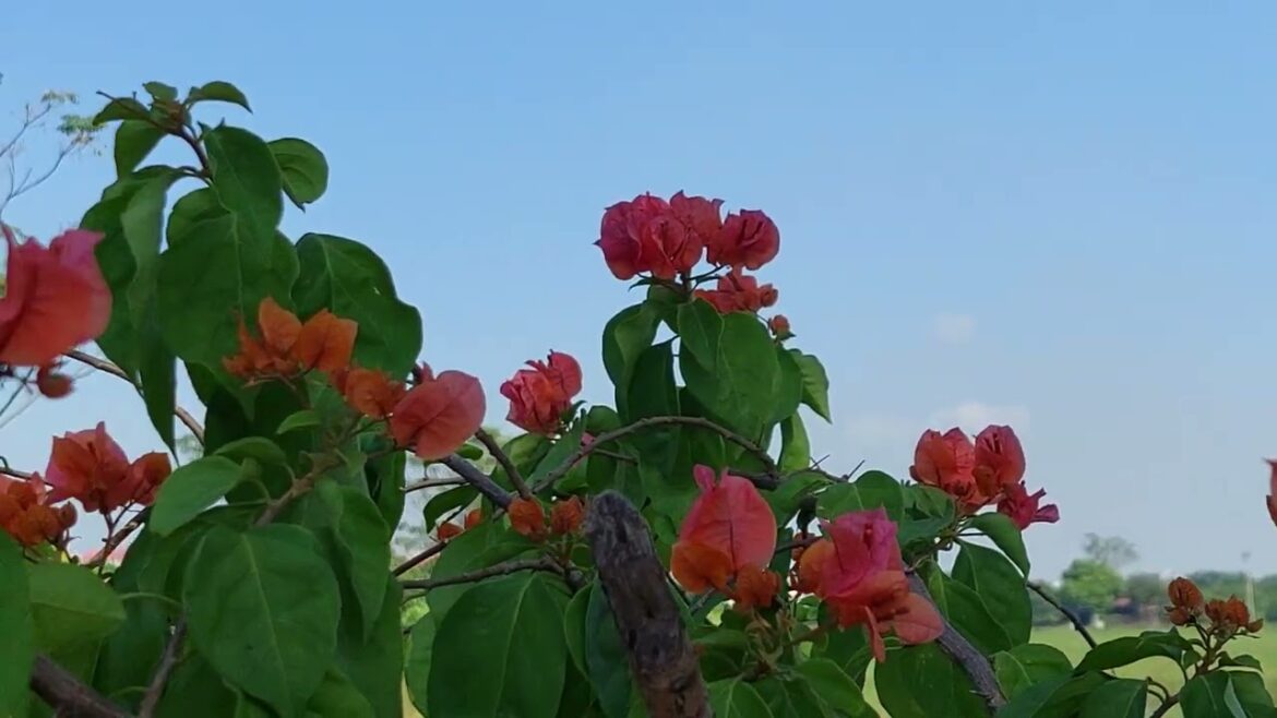 Bee-Friendly Gardening: Welcoming Pollinators to a Clean Garden