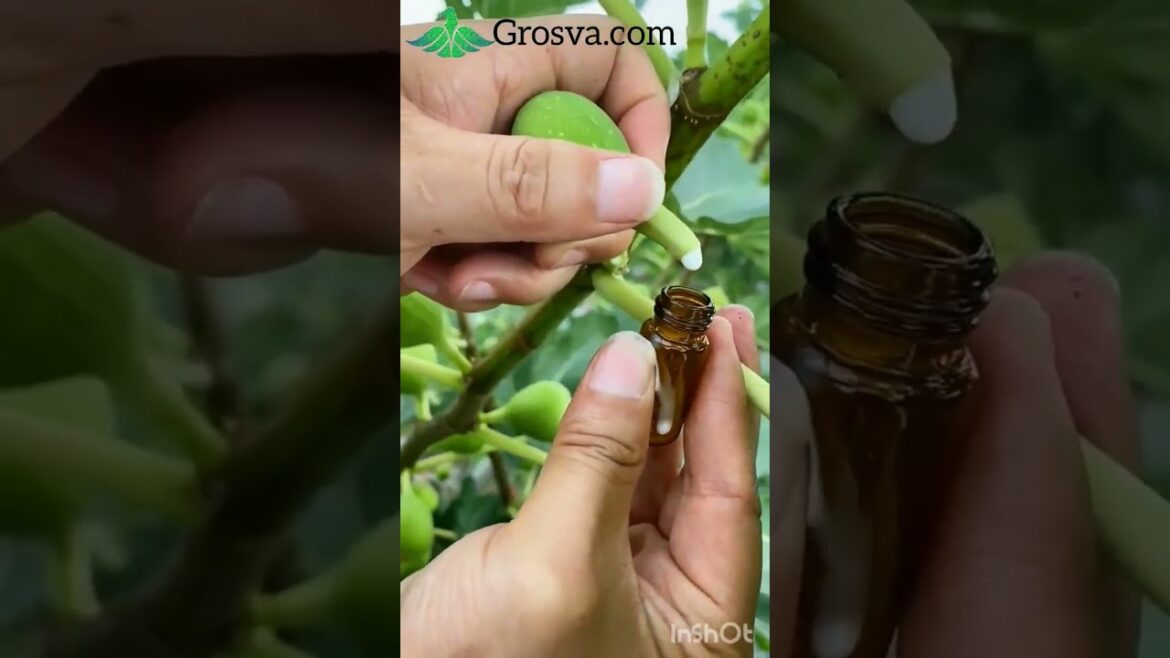 Plant liquid for medical uses #gardening