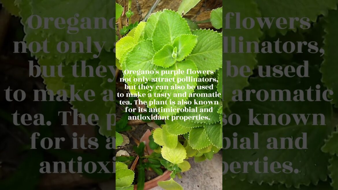 Oregano - Pollinator Friendly Gardening Tips - #shorts #plants