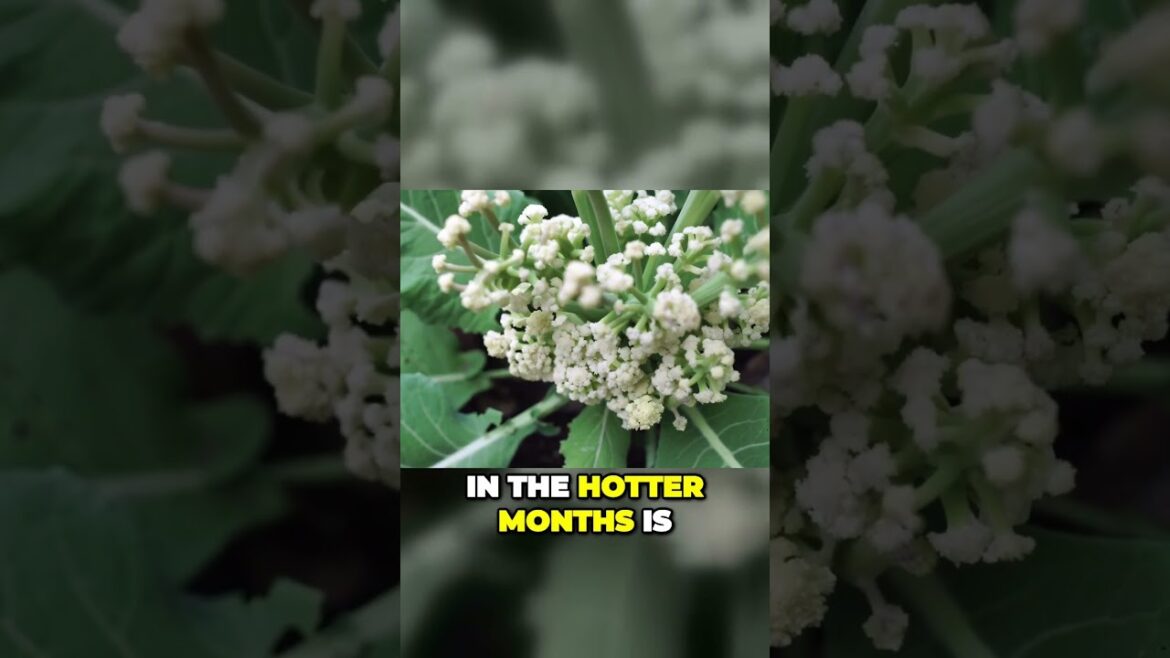 Cauliflower Crisis? Solve & Prevent Growing Issues! | #Shorts