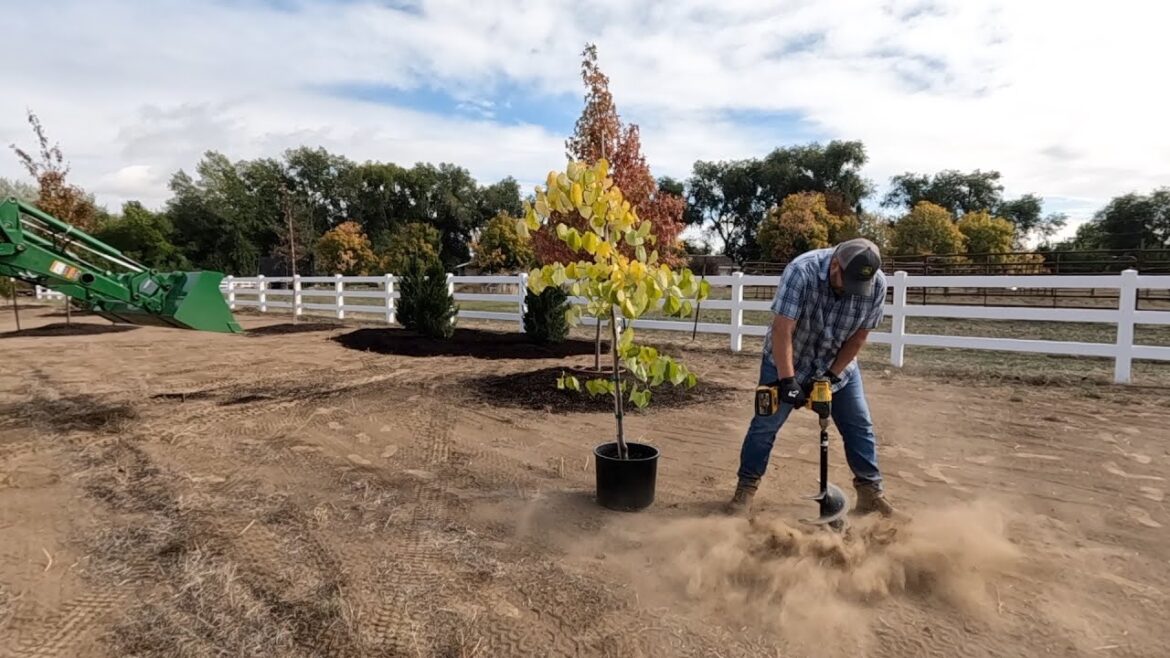 Garden Answer: Plant ‘Em High, They Won’t Die! 😆 Planting More Trees on the New Property! 🌳🌲🌳 // Garden Answer Plant ‘Em High, They Won’t Die! 😆 Planting More Trees on the New Property! 🌳🌲🌳 // Garden Answer