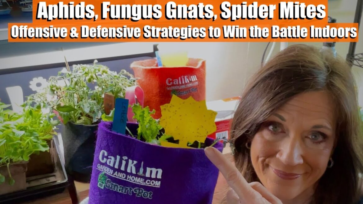 CaliKim: Aphids, Fungus Gnats, Spider Mites: Offensive and Defensive Strategies to Win the Battle Indoors Aphids, Fungus Gnats, Spider Mites: Offensive and Defensive Strategies to Win the Battle Indoors
