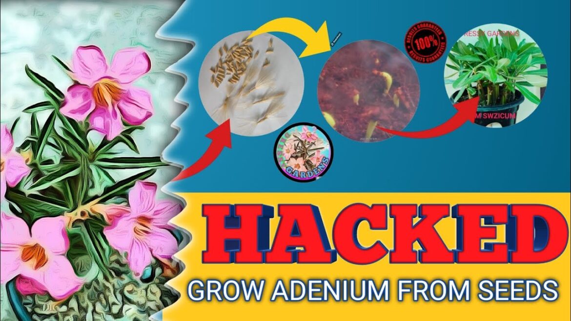 ADENIUM /DESERT ROSE SEED HOW TO GROW//100%result #adenium #adeniumfromseeds #desertrose #gardening