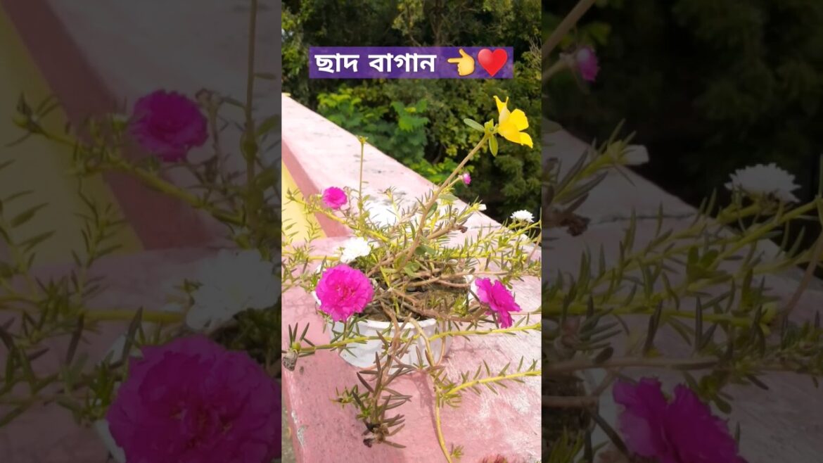 ছাদ বাগান || portulaca plant || moss Rose #shorts #garden #portulaca #mossrose