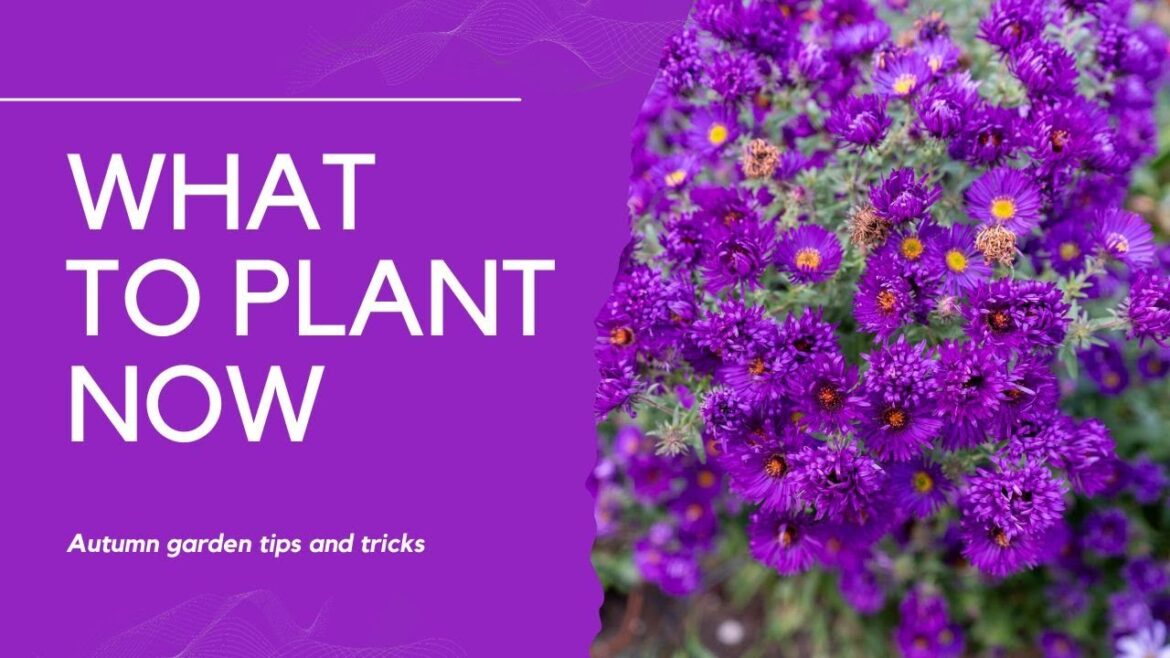 10 brilliant fall garden tips and plants – and why planting in autumn is better than spring… 10 brilliant fall garden tips and plants - and why planting in autumn is better than spring...