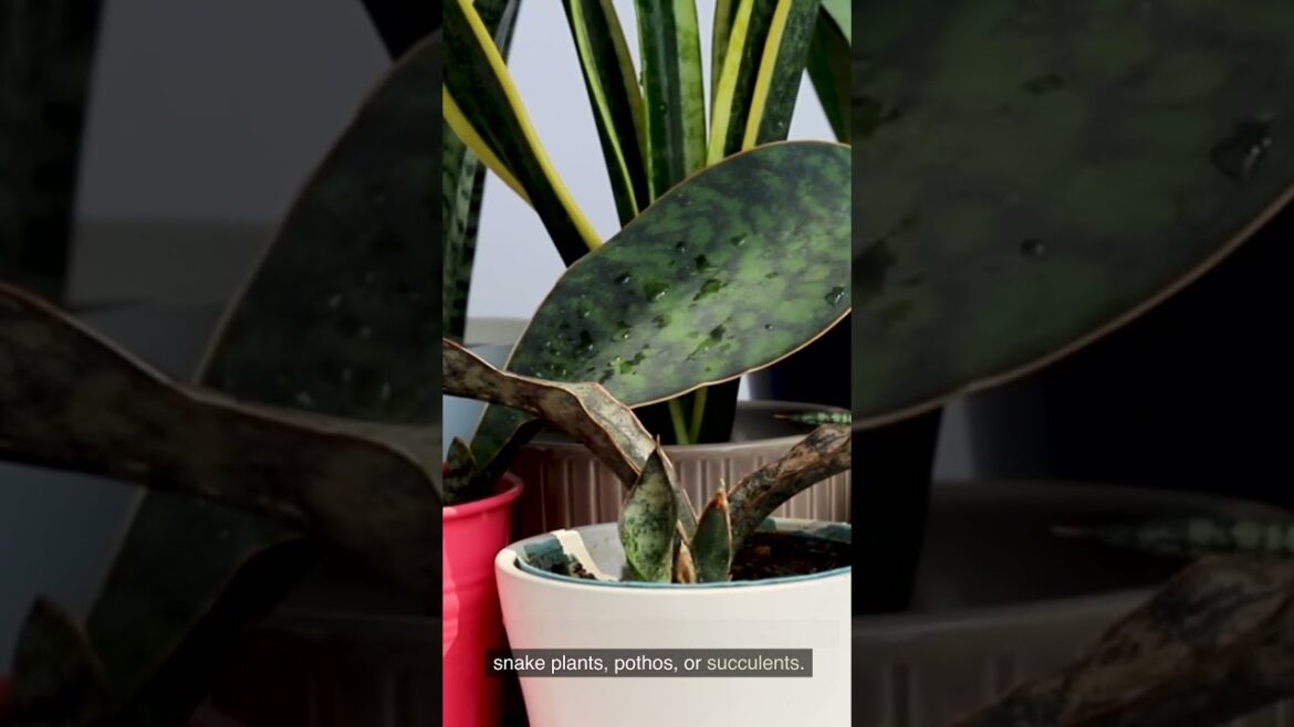 Achieve a Green Home with Gardening Tips #youtubeshorts #gardeningtips