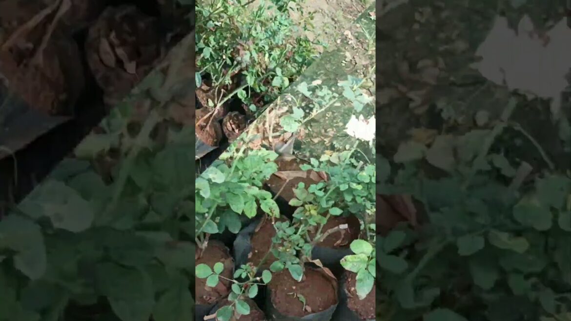 Different rose plants #rose leaf#roses #roses Different rose plants #rose leaf#roses #roses