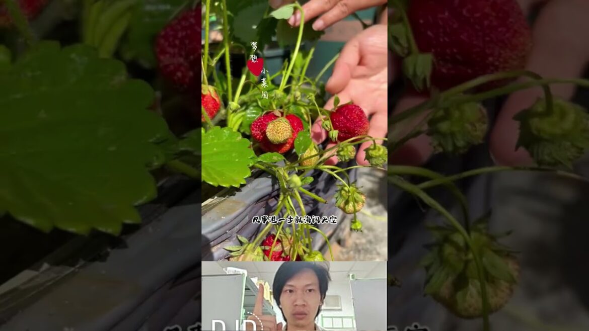 How to grow vegetables at home #vegetablegardening #gadget #veggrowing #vegetableplanting