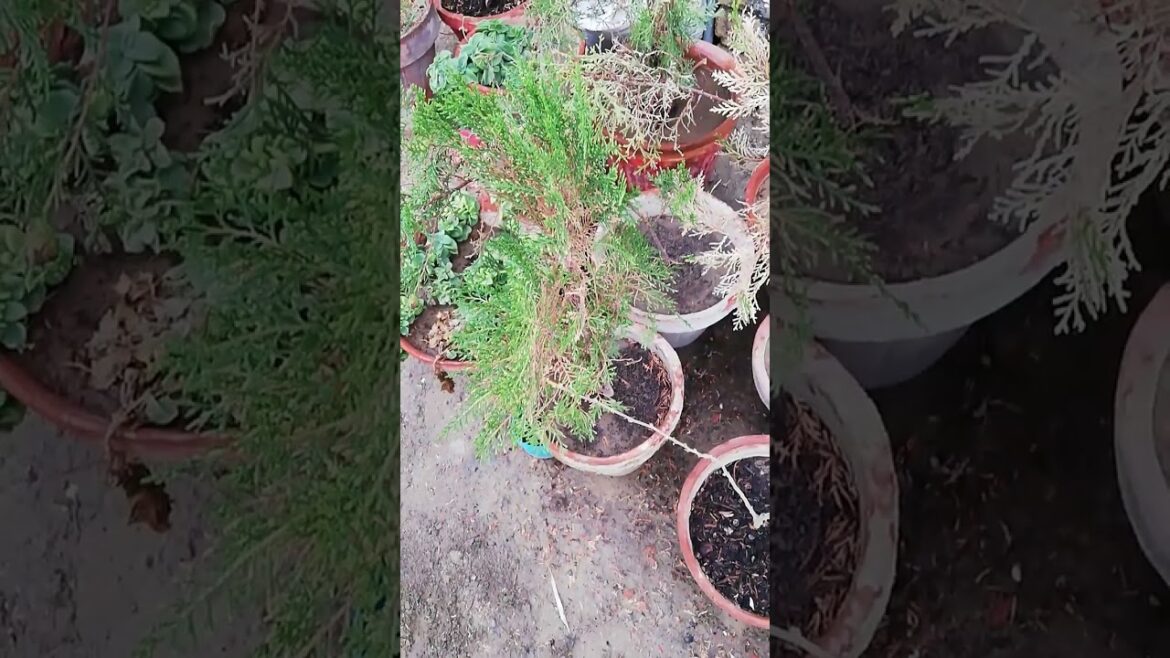 My Small Beautiful Home Garden Raining In My Backyard EP - 1368 #shorts #garden #short #ytshorts