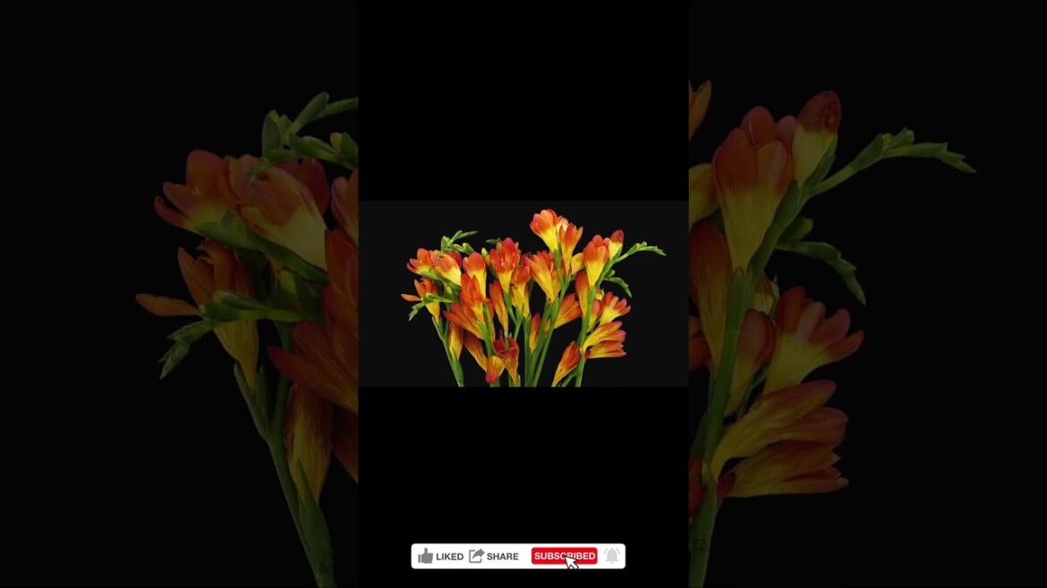 Time lapse of dying orange freesia flower Time lapse of dying orange freesia flower