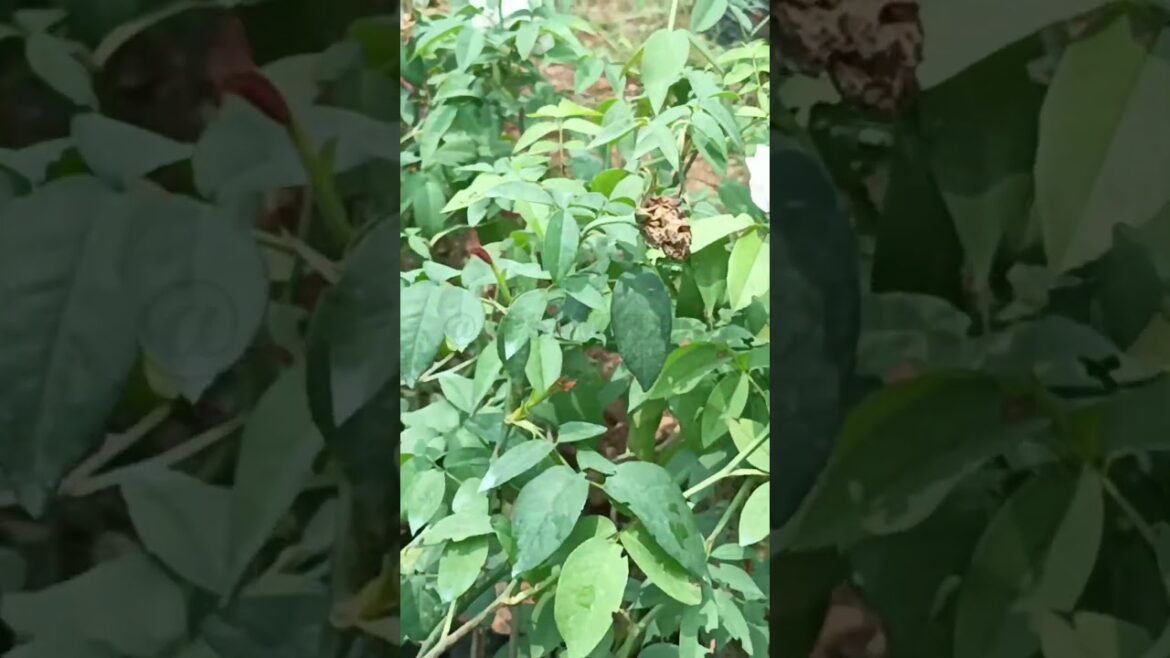 White roses#tulsi#tulasi#crotons